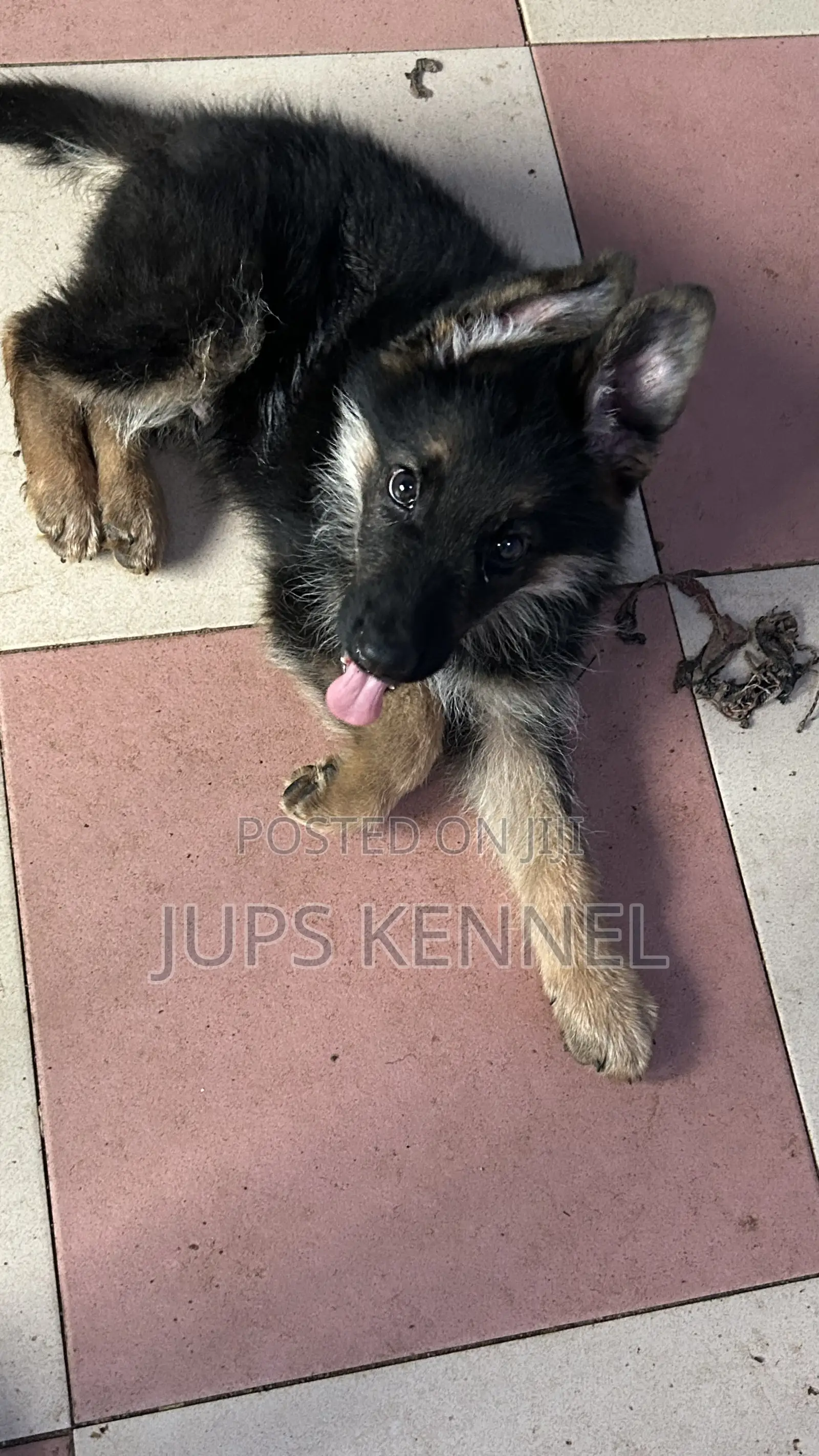 1-3 months Male Purebred German Shepherd
