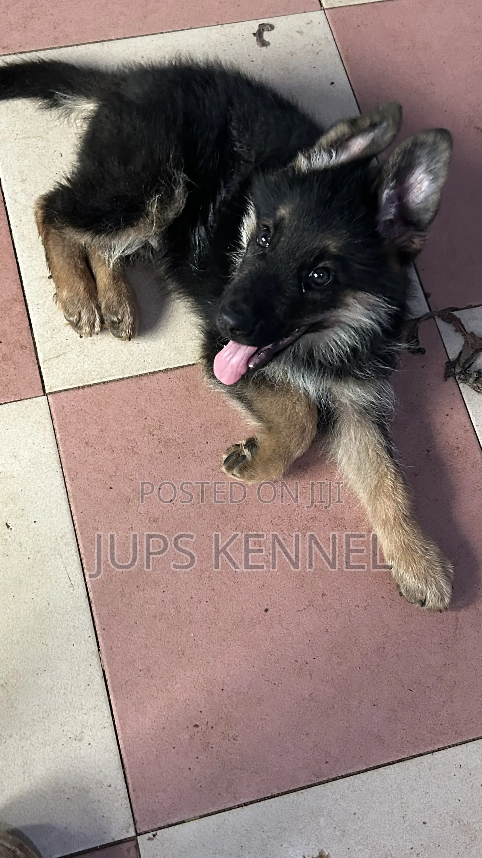 1-3 months Male Purebred German Shepherd