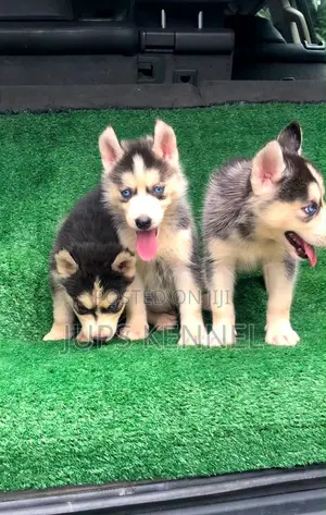 1-3 months Female Purebred Siberian Husky