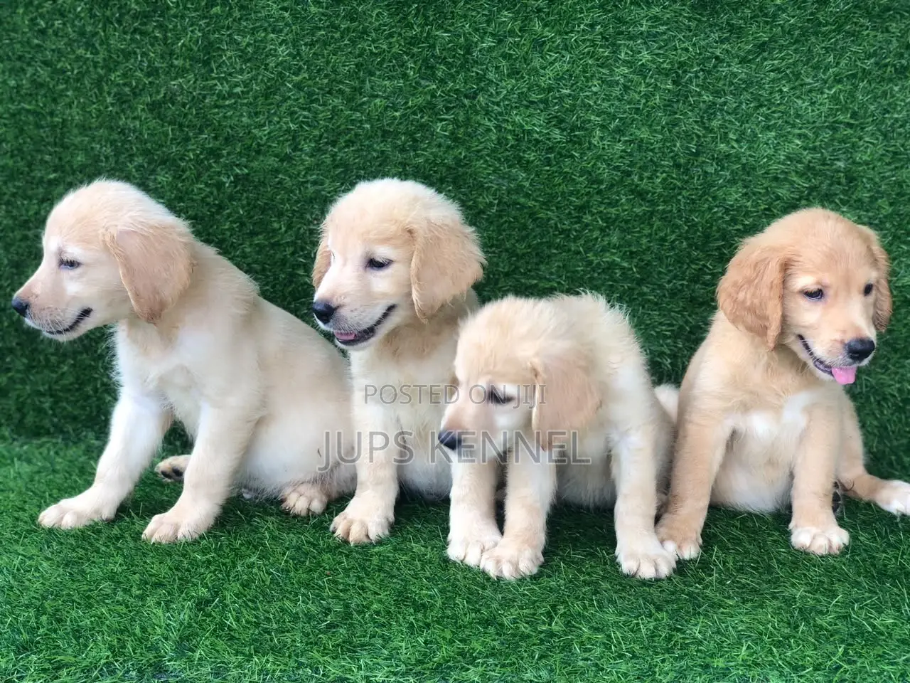 1-3 months Female Purebred Golden Retriever
