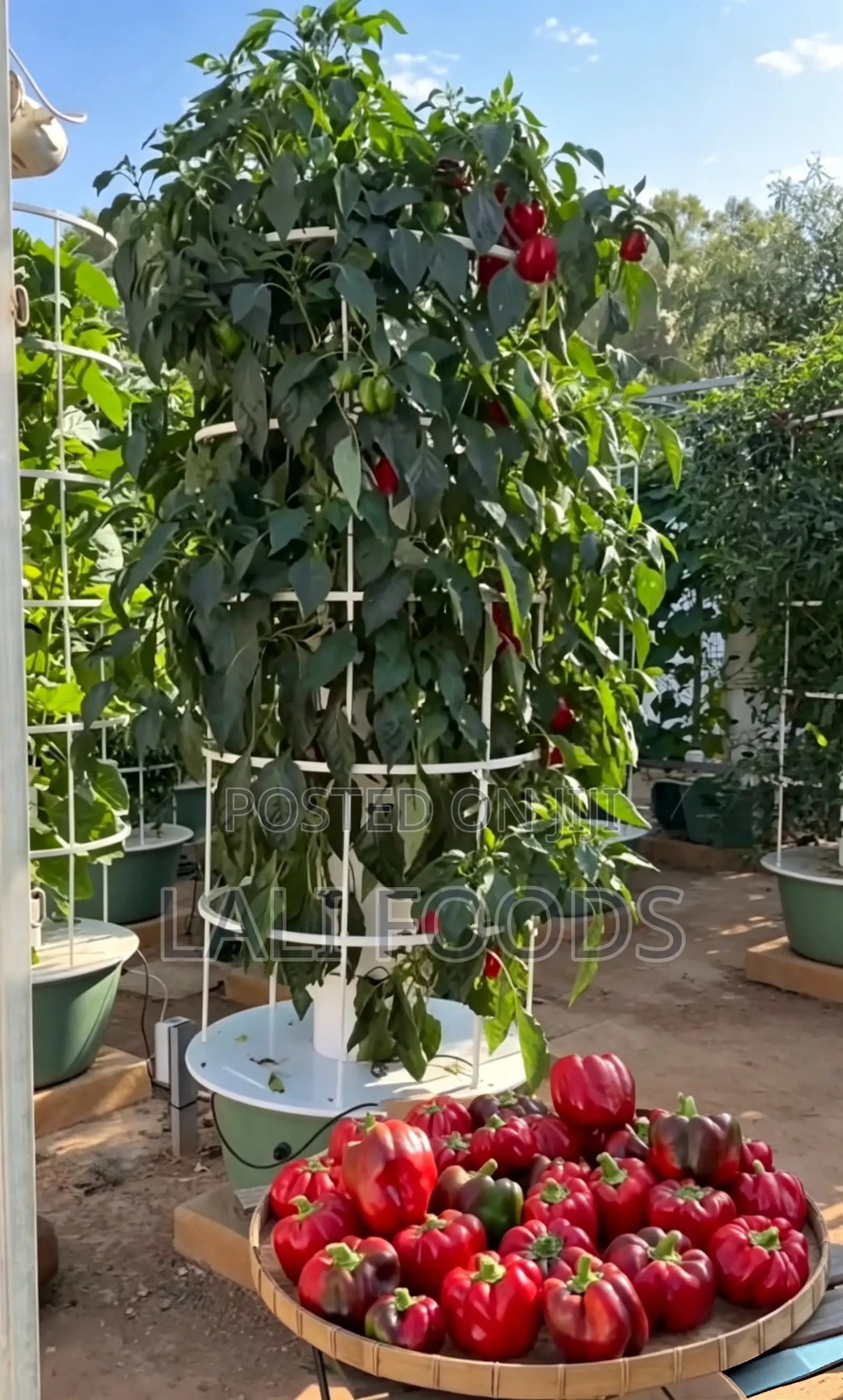 All-in-One Hydroponic Towers for Vertical Farming - 16 Pot Model