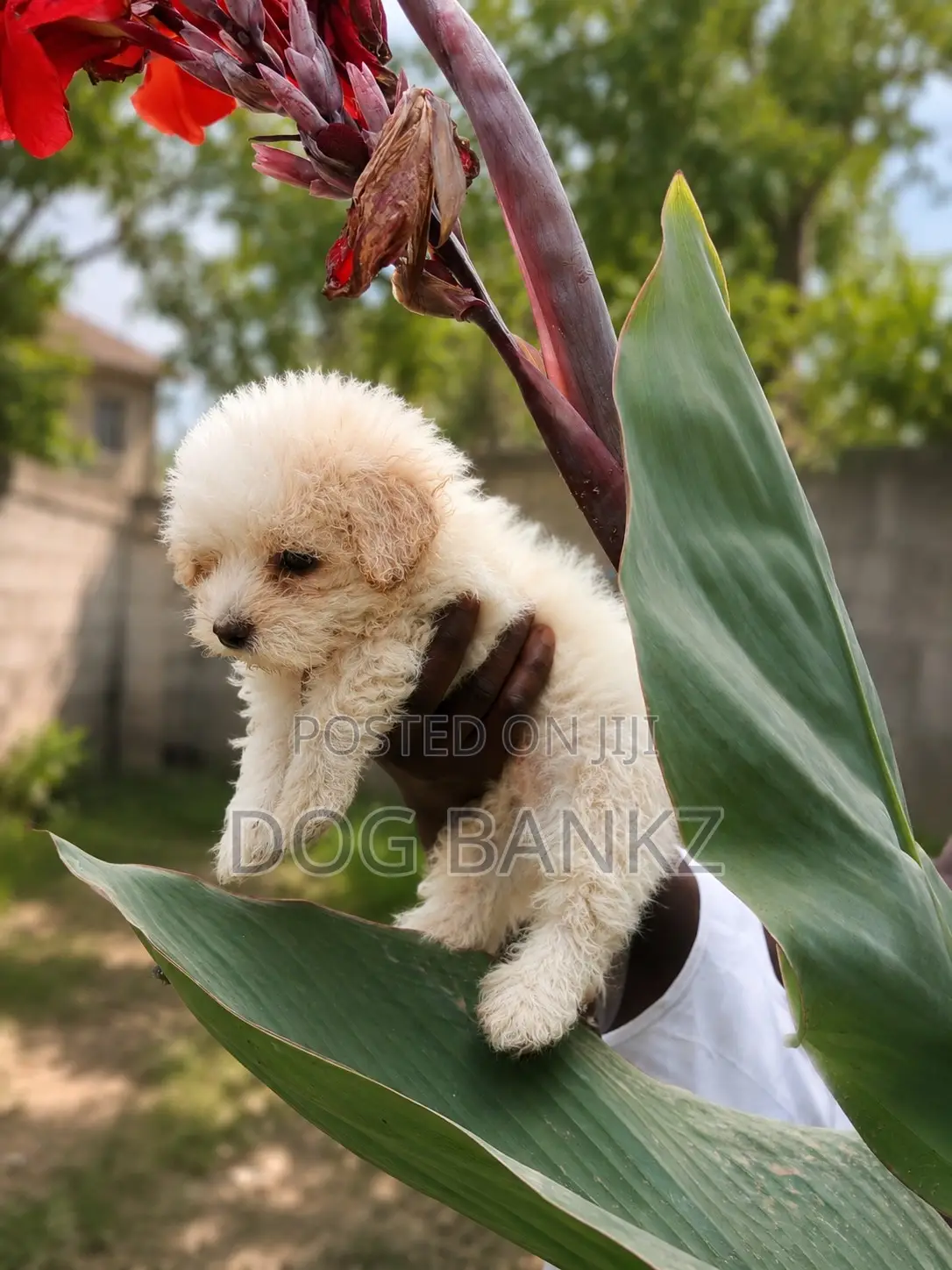 1-3 months Male Purebred Poodle
