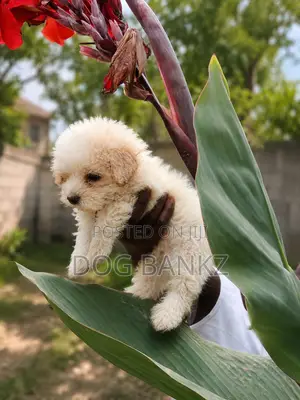 1-3 months Male Purebred Poodle