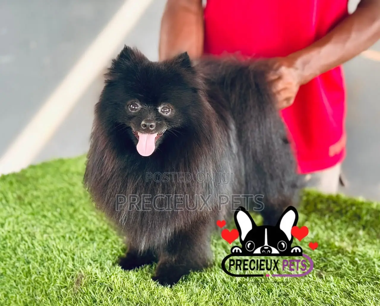 1+ year Male Purebred Pomeranian
