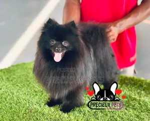 1+ year Male Purebred Pomeranian