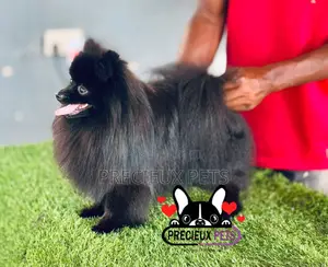 1+ year Male Purebred Pomeranian