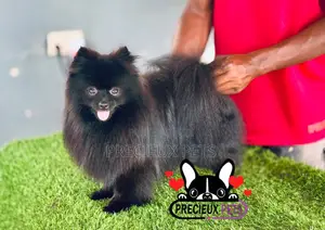 1+ year Male Purebred Pomeranian