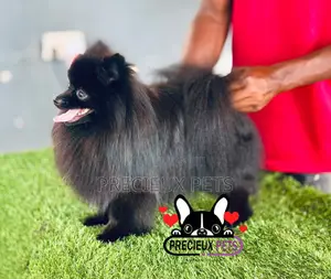 1+ year Male Purebred Pomeranian