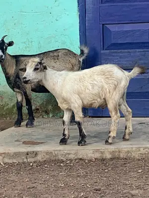 The Goat Seller