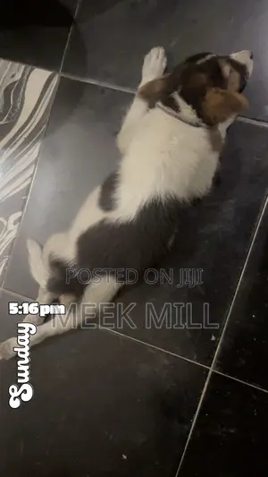1-3 months Male Purebred Maltese