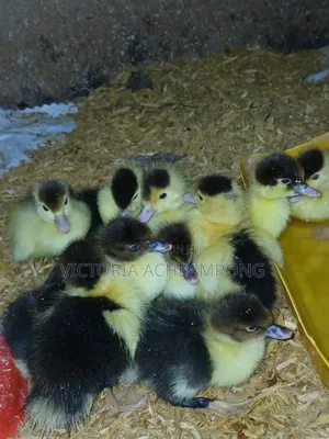 Fast Growing Muscovy Ducklings for Sale