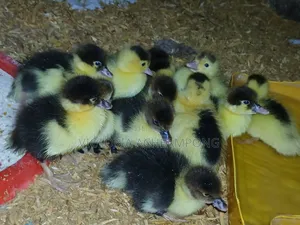 Fast Growing Muscovy Ducklings for Sale