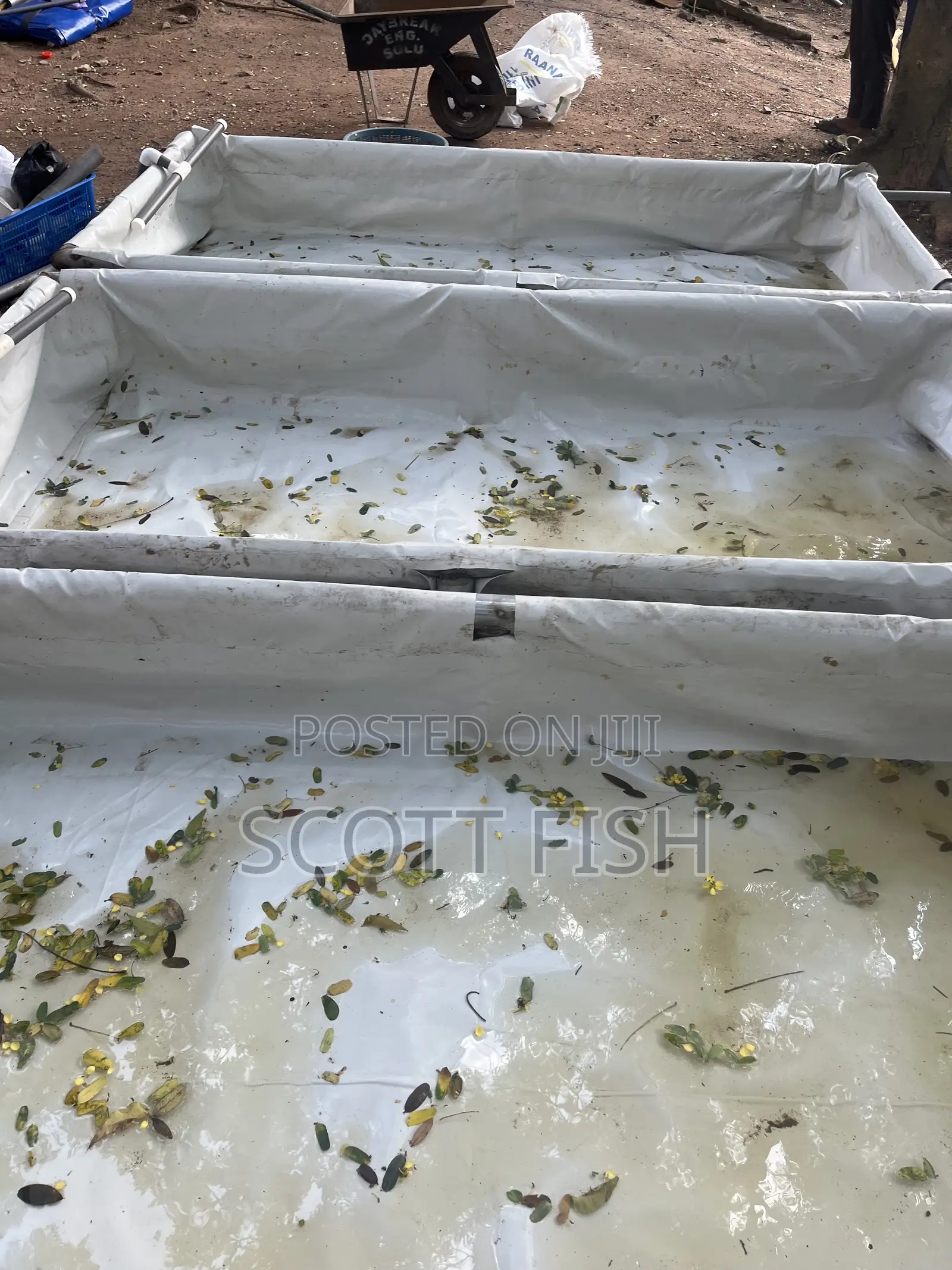 Catfish Hatchery Setup