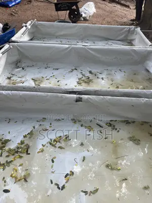 Catfish Hatchery Setup