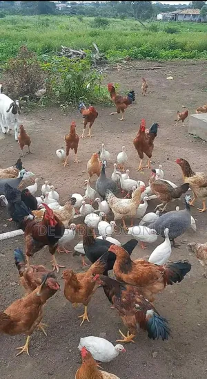 Matured Local Chicken Both Males and Females Are Going for Cool Price.
