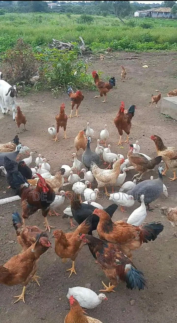 Matured Local Chicken Both Males and Females Are Going for Cool Price.