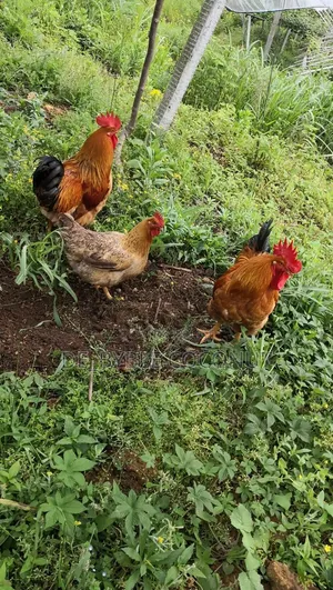 Matured Local Chicken Both Males and Females Are Going for Cool Price.