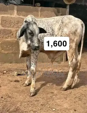 Cows for Sale
