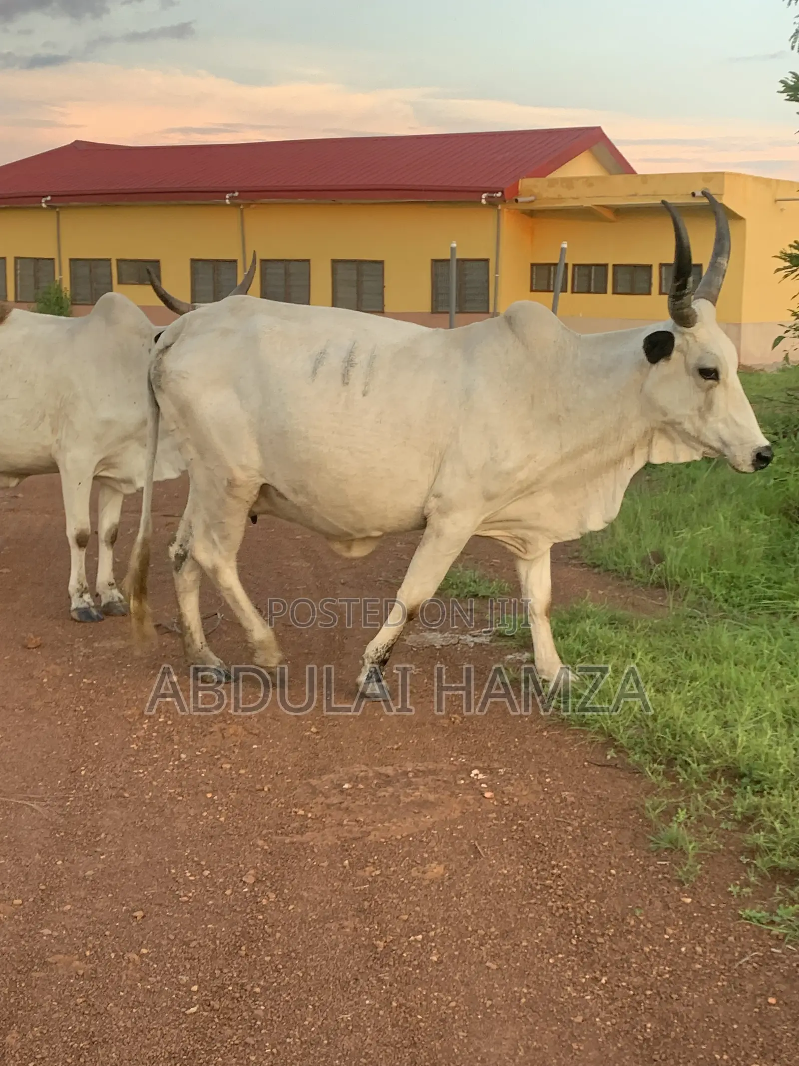 Healthy Cow