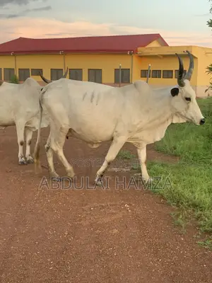 Healthy Cow