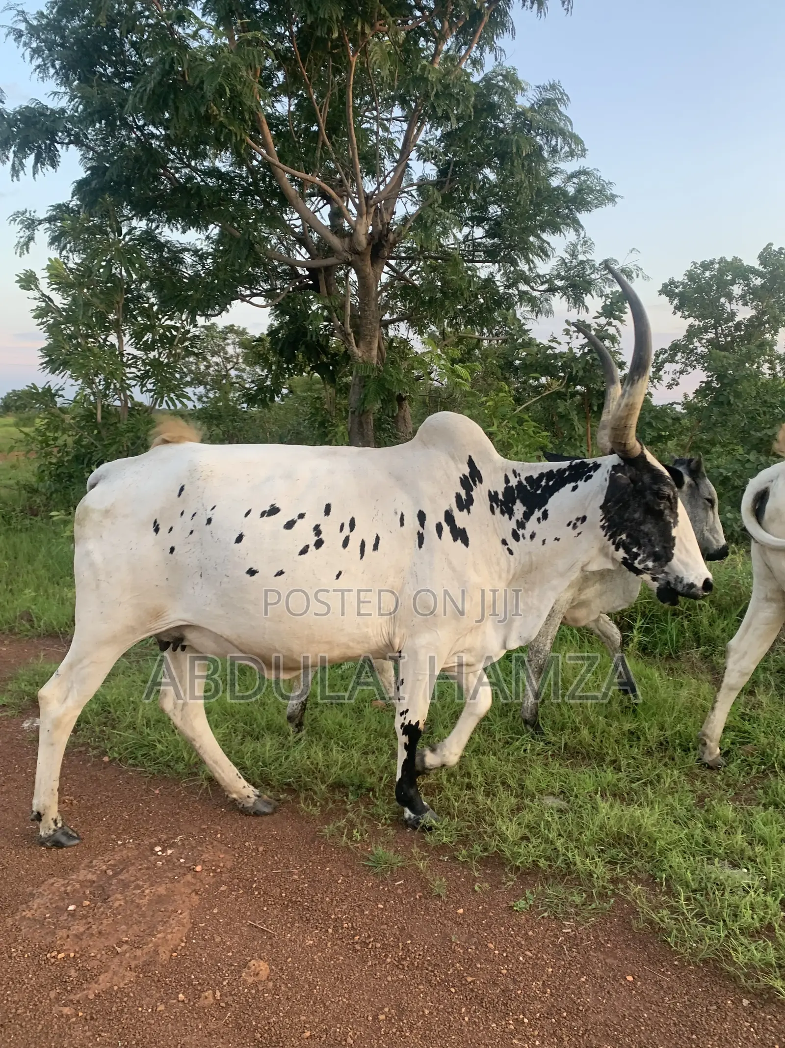Healthy Cow