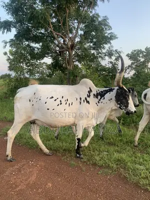 Healthy Cow