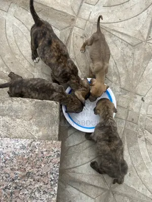 1-3 months Female Mixed Breed Boerboel
