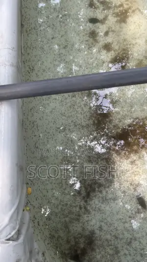 Catfish Hatchery Setup