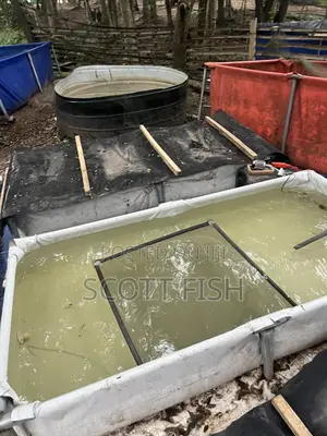 Catfish Hatchery Setup