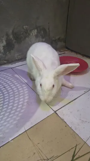 Rabbit for Sale