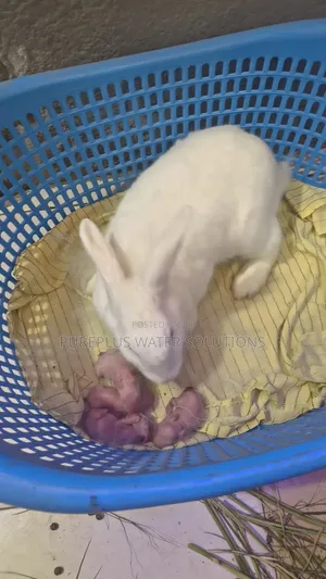 Rabbit for Sale