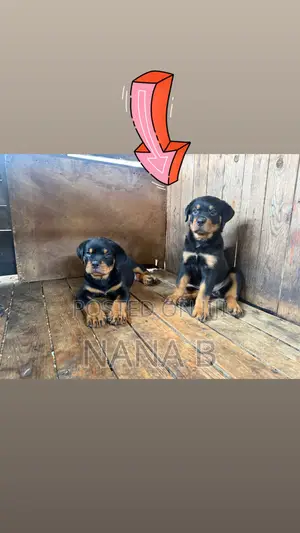 1-3 months Male Purebred Rottweiler