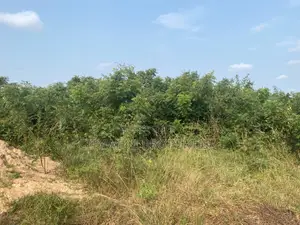 Cocoa Board Land for Sale at East Legon Hills