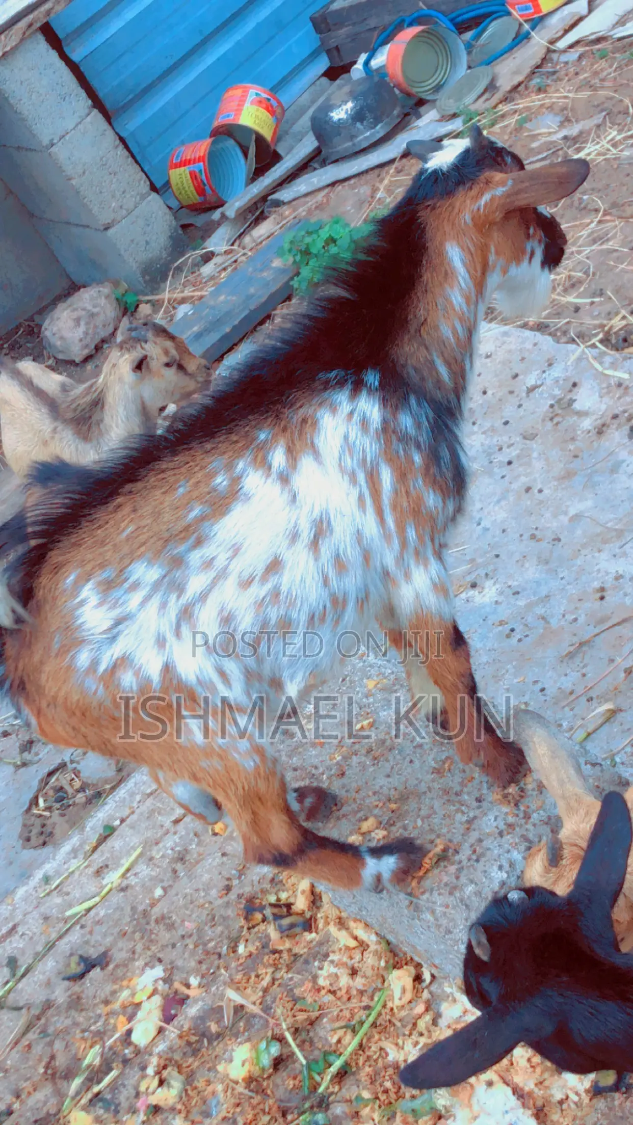 Matured Big Goat for Sale