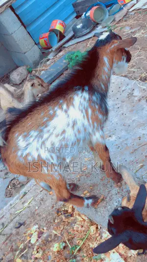 Matured Big Goat for Sale