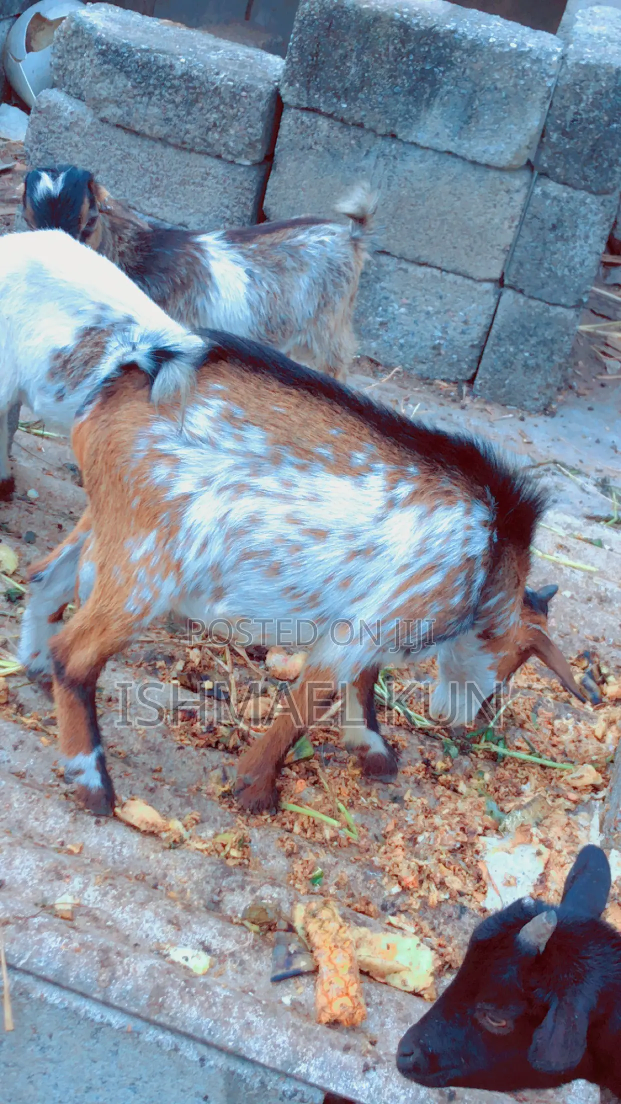 Matured Big Goat for Sale