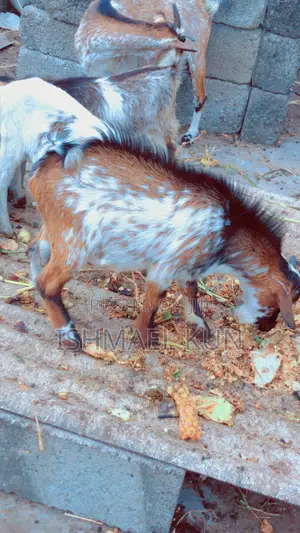 Matured Big Goat for Sale