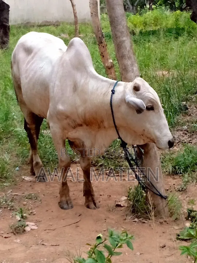 A Healthy Cows for Sale
