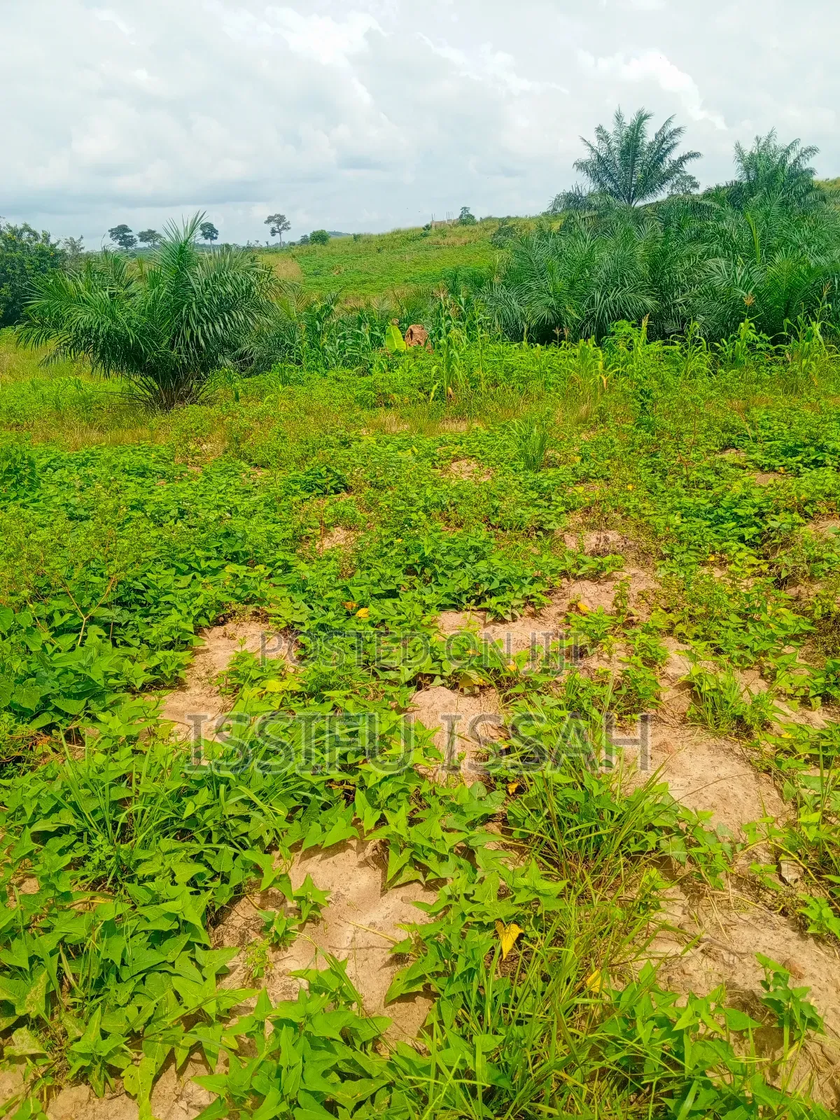 Three Plots of Land for Sale at Dominase Gomoa West
