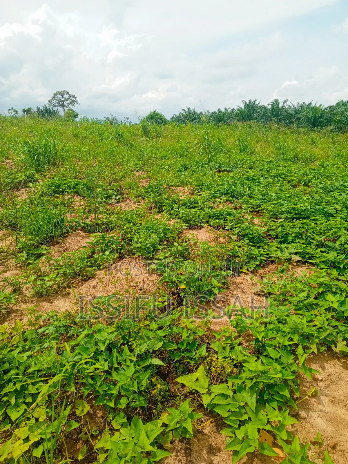 Three Plots of Land for Sale at Dominase Gomoa West