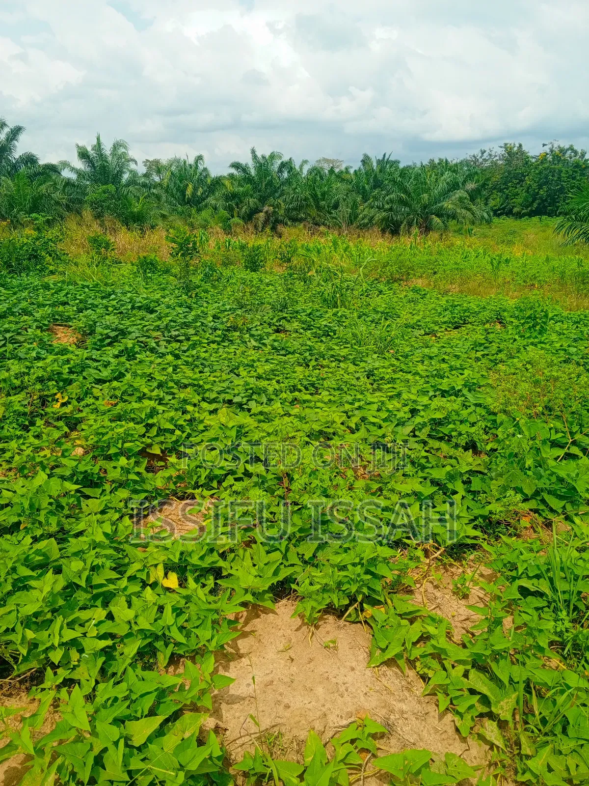 Three Plots of Land for Sale at Dominase Gomoa West