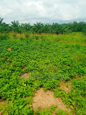 Three Plots of Land for Sale at Dominase Gomoa West