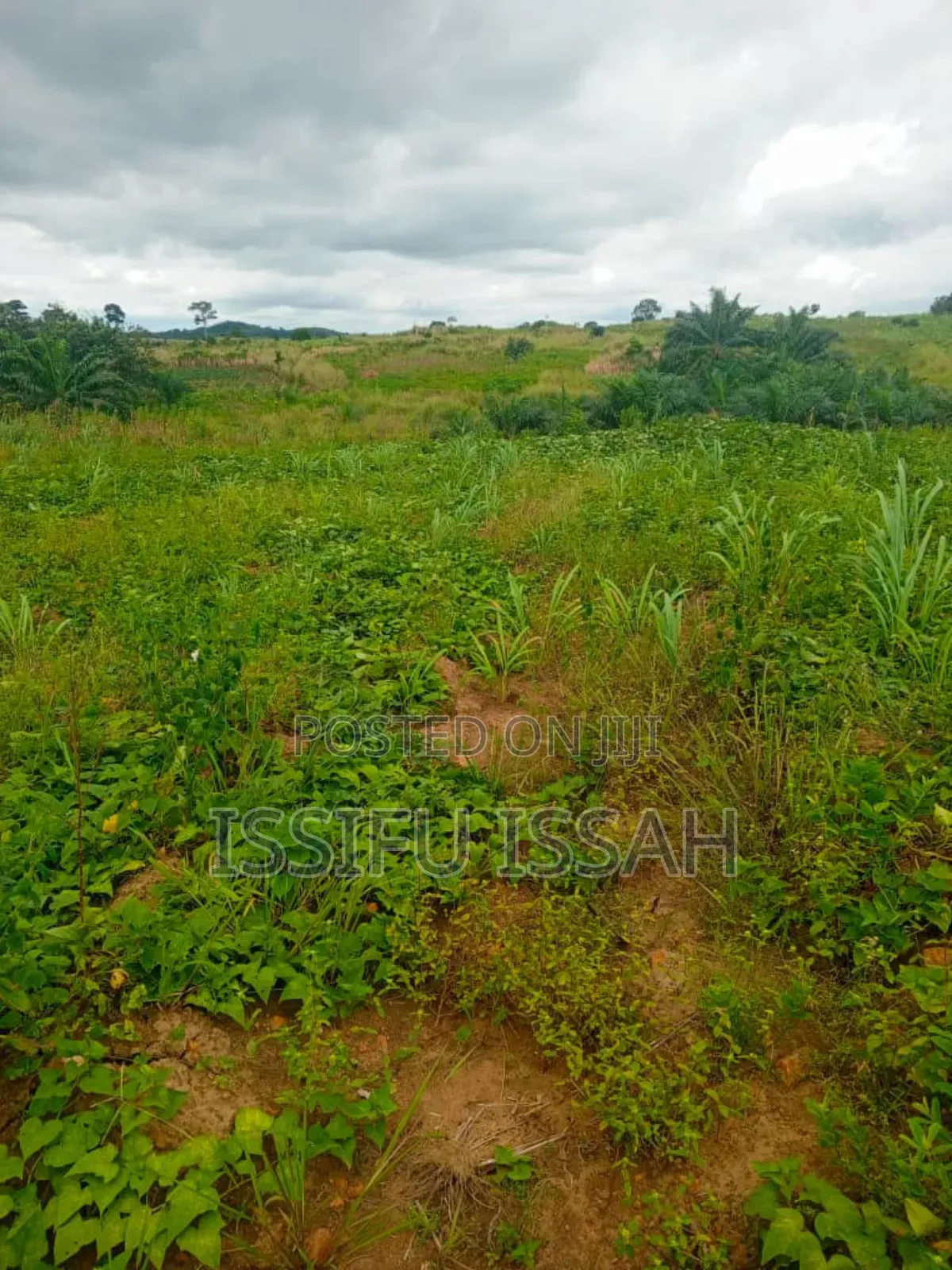 Three Plots of Land for Sale at Dominase Gomoa West