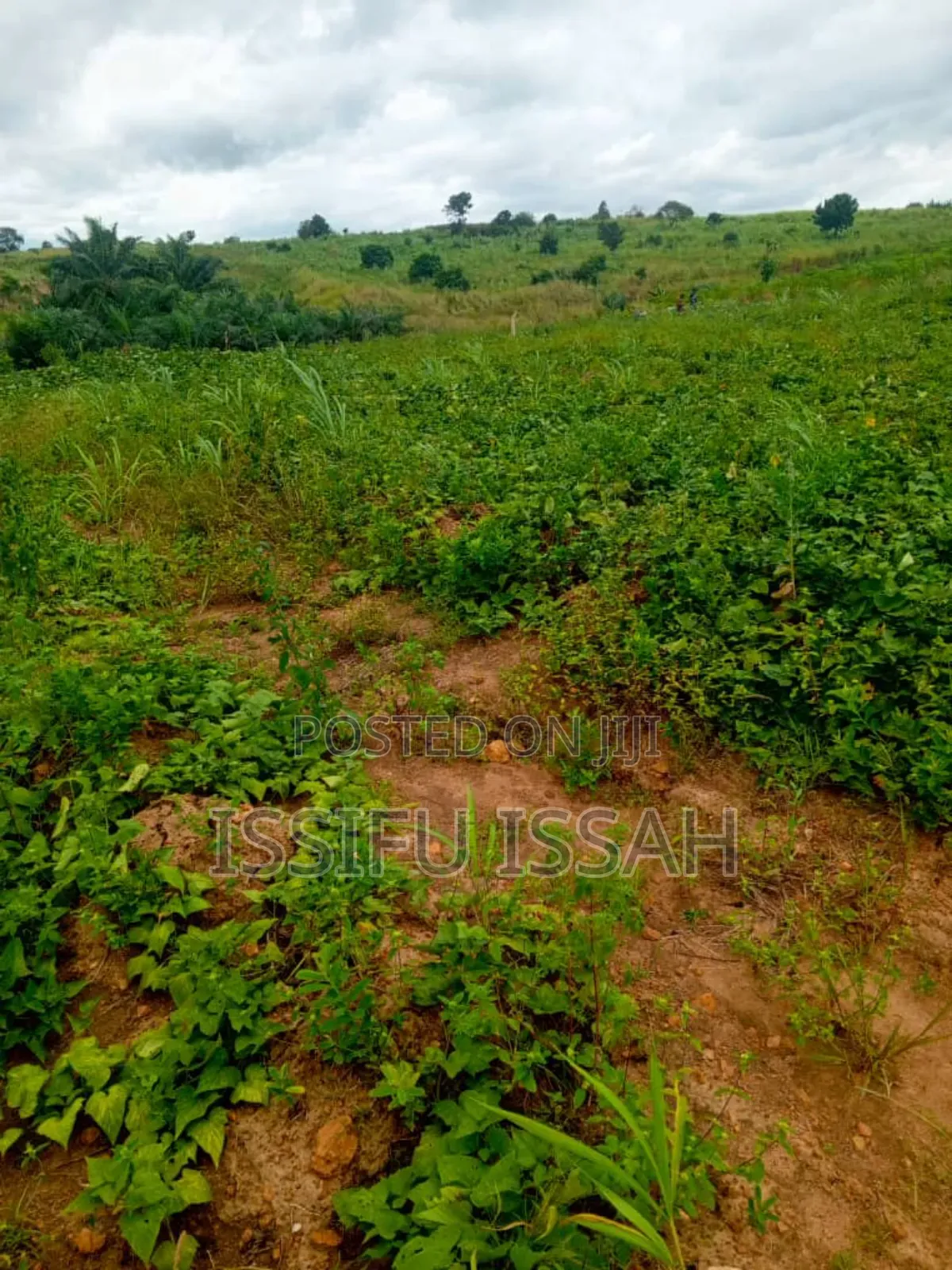 Three Plots of Land for Sale at Dominase Gomoa West