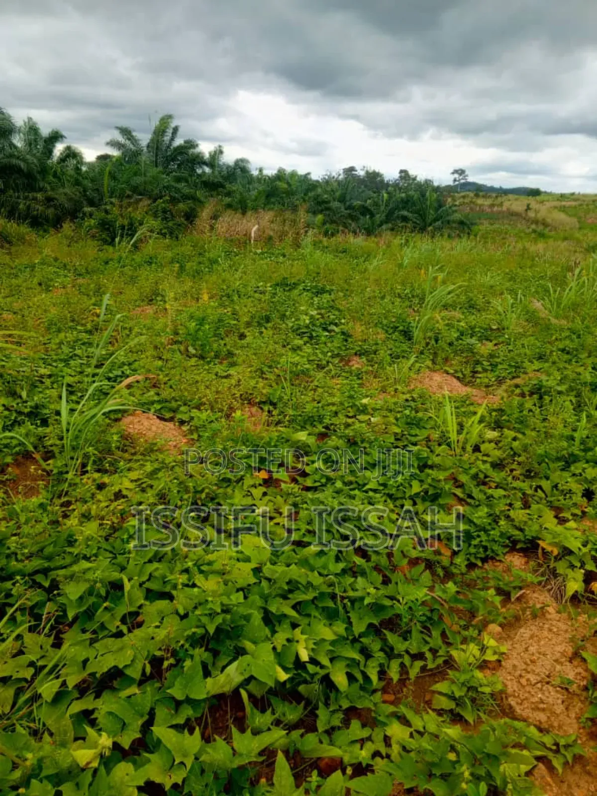 Three Plots of Land for Sale at Dominase Gomoa West
