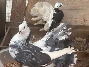 Indian Fantail and Lahore Pigeons