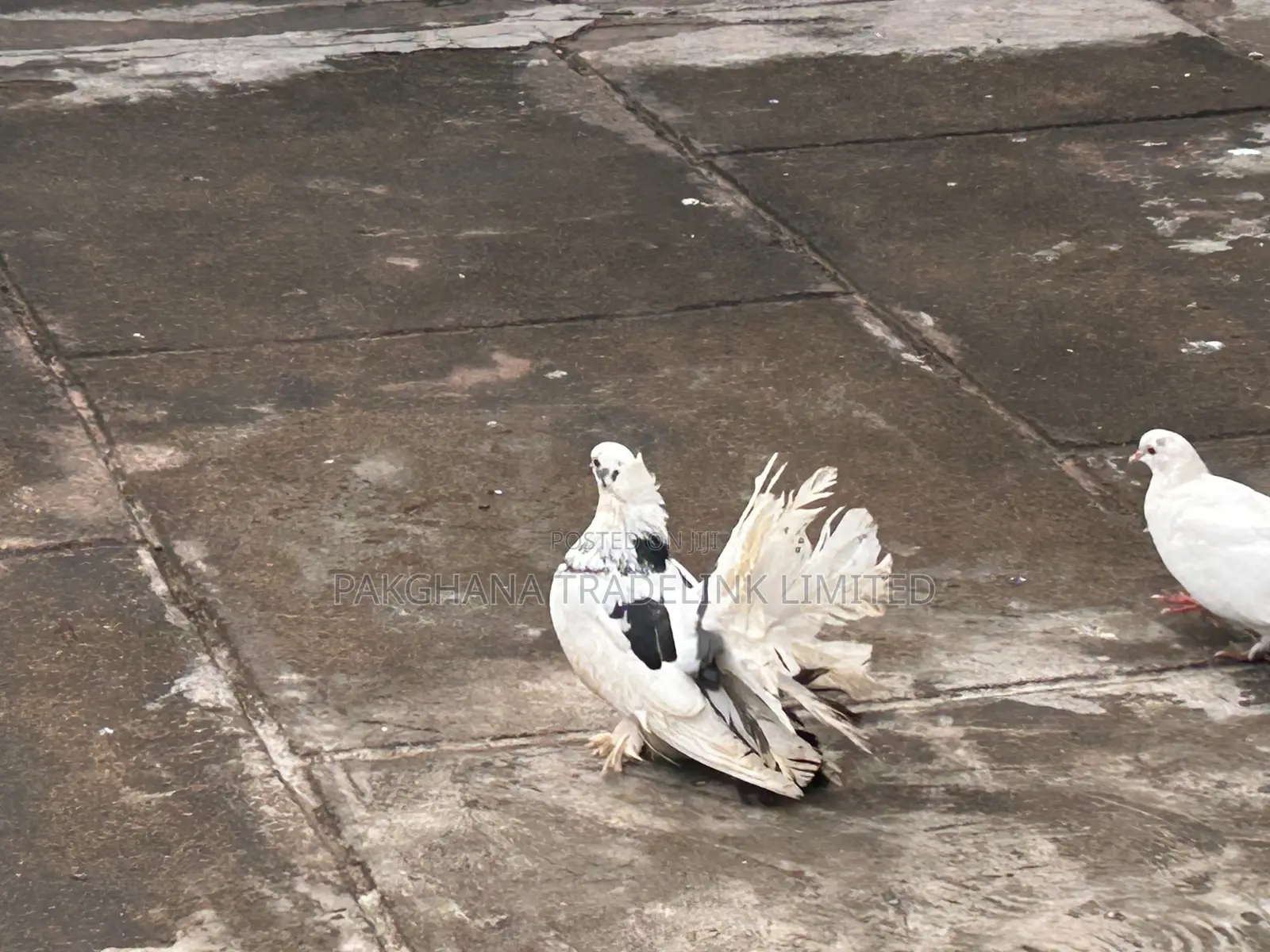 Indian Fantail and Lahore Pigeons