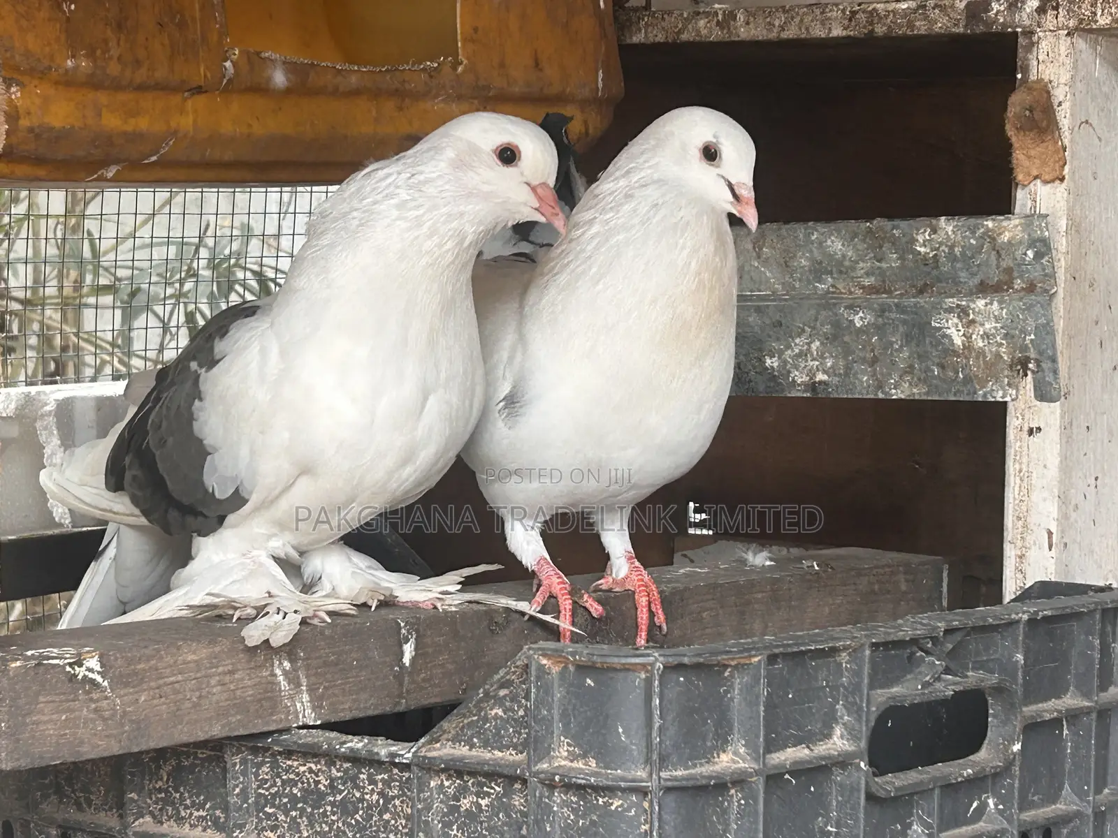 Indian Fantail and Lahore Pigeons