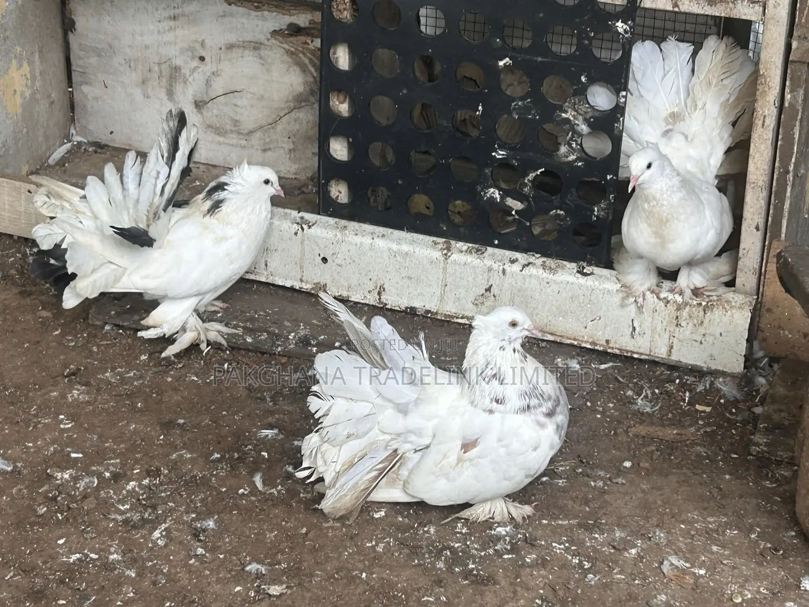 Indian Fantail and Lahore Pigeons