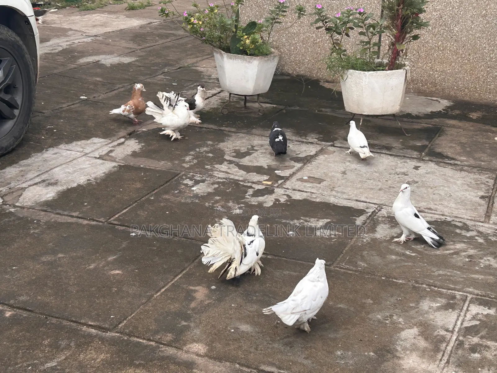 Indian Fantail and Lahore Pigeons